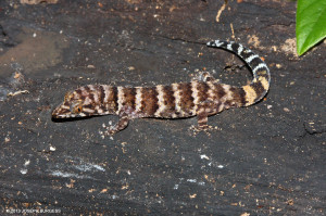 Parker's Sphaero <span class="un-italicize">(Sphaerodactylus parkeri)</span> is a very small lizard endemic to Jamaica that is believed to be endangered and restricted to the remaining forests of Portland Bight - Joseph Burgess