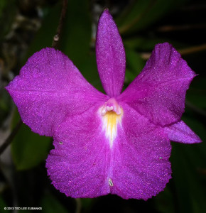 An orchid found only in Jamaica, <span class="un-italicize">Broughtonia sanguinea</span> - Ted Lee Eubanks