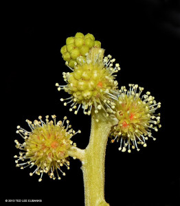 Flowers of the Buttonwood Mangrove <span class="un-italicize">(Conocarpus erectus)</span> - Ted Lee Eubanks