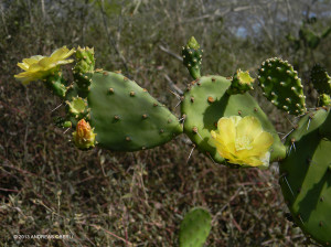 Attractive flowers of the rare <span class="un-italicize">Opuntia jamaicensis</span> precede fruiting - Andreas Oberli