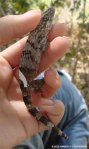 <span class="un-italicize">Anolis valencienni</span> is marked and ready for release - Kimberly Stephenson